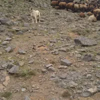 ماده سرابی