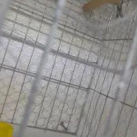 فروش یک جفت فنچ نرگسی و یک عدد سهره قناری ماده