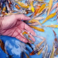 ماهی قرمز گلدفیش رنچو کالیکو ماهی کوی|ماهی|تهران, اسکندری|دیوار