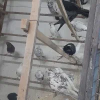 200کبوترپرشی وجوجه کشی|پرنده|قائم‌شهر, |دیوار