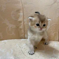 فروش بچه گربه