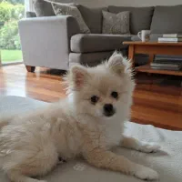 فروش فوری سگ پامر ۵ ماهه دختر