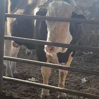 گوساله نر برای کشتار ی۸۰۰ کیلویی هرکی میخاد|حیوانات مزرعه|تفرش, |دیوار