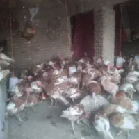 بقلمون بوربون محلی رسمی