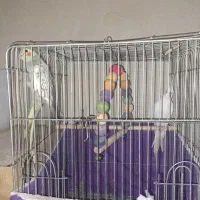 عروس هلندی جفت همراه قفس و لونه