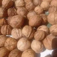 گردو تازه امسال