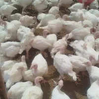 بوقلمون بیوتی ۶ فوق سنگین|حیوانات مزرعه|اصفهان, آبشار|دیوار