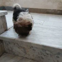 سگ کوچولو بامزه