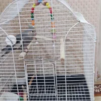 فروش طوطی عروس هلندی نیمه رام نر