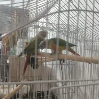 جفت طوطی گرینچیک