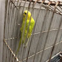 مرغ عشق زیبا یک عدد