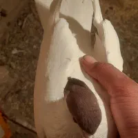 کفتر پرشی|پرنده|تربتحیدریه, بالا ولایت|دیوار