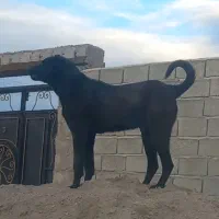 واگذاری توله سگ نر ۸ماهه