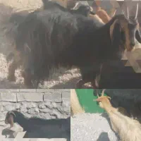 فروش یک راس میش و یک راس بز داشتی خوب|حیوانات مزرعه|یاسوج, |دیوار