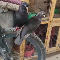 سو صرب