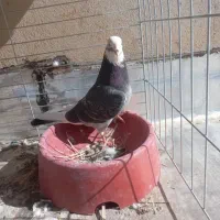 ۳ عدد کفتر نر|پرنده|یزد, |دیوار