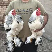 تخم نطفه دار و جوجه برهما لایت