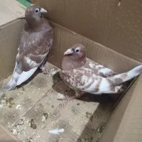 دوتا جوجه کبوتر میلمنز|پرنده|سعدآباد, |دیوار