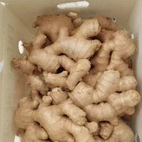 فروش زنجبیل چینی و زردچوبه