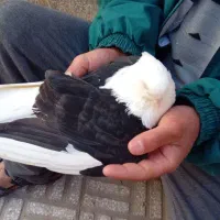 دوبالی کاکل و نوک کوتاه|پرنده|خاوران, |دیوار