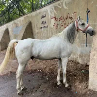 اسب نریون عرب