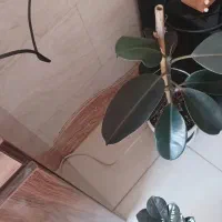 گل و گیاه