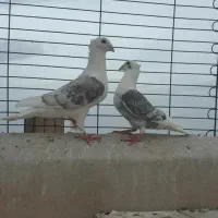 پشت طاووسی کاکلی