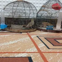 سهره قناری.سهره متولد قفس.سهره خاکی|پرنده|کرمان, |دیوار