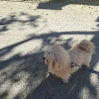 سگ نر|سگ|کرمانشاه, |دیوار