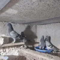 کبوتر ترکیه