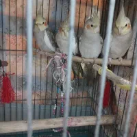 عروس هلندی