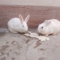 خرگوش ناناز 6تا بچه یک ماهه نیم یک پدر مادر|موش و خرگوش|تبریز, |دیوار