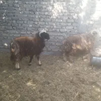 قوچ|حیوانات مزرعه|سیمکان, |دیوار