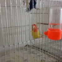 کوتوله ومرغ عشق