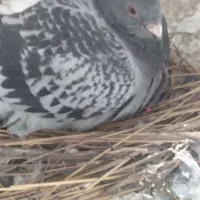 شوش کوی وهب