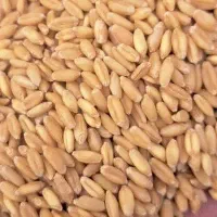 گندم دیم ارسال رایگان درب منزل