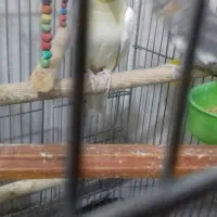 عروس هلندی 2 میلیون|پرنده|سپیدار, |دیوار