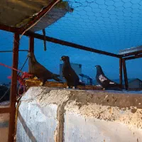 کفتر گرفتنی|حیوانات|شیراز, دباغ خانه|دیوار