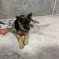 سگ ژرمن شولاین|سگ|شاهرود, |دیوار