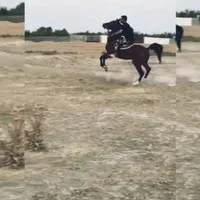 اسب عرب مصری یک سر وارداتی|اسب و تجهیزات اسبسواری|میانه, |دیوار