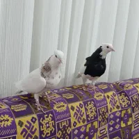 کفتر، کبوتر. 7 عدد طوقی بی نظیر|پرنده|جوین, |دیوار