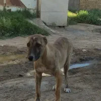 توله ماده خراسانی