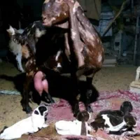بز پلنگی چهار قلوزا
