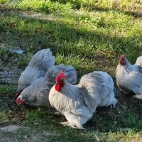 کوشین لاوندر / جوجه کوشین لاوندر اصیل