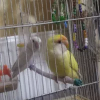 طوطی برزیلی|پرنده|کرمانشاه, |دیوار