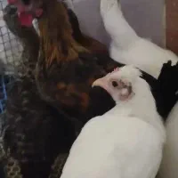 فروش نیمچه