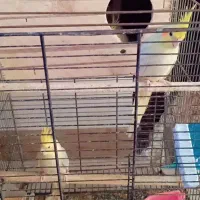 4عدد عروس هلندی