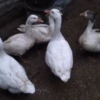 ۵عددقازطبیعی جوان