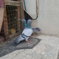 جفت پلاکی عتیقه