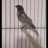 سهره وقناری وسهره گلبسر